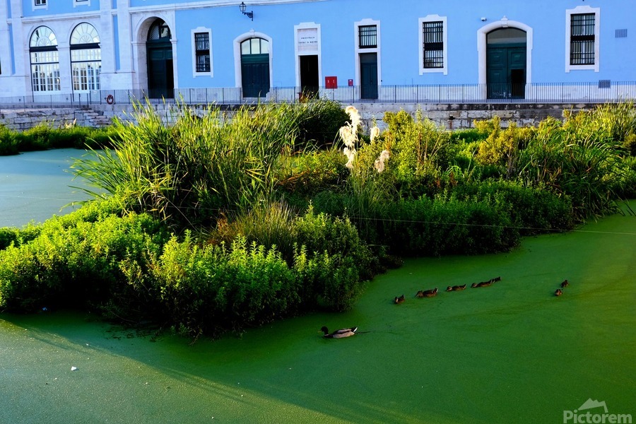 Ducking the Tourists  Print