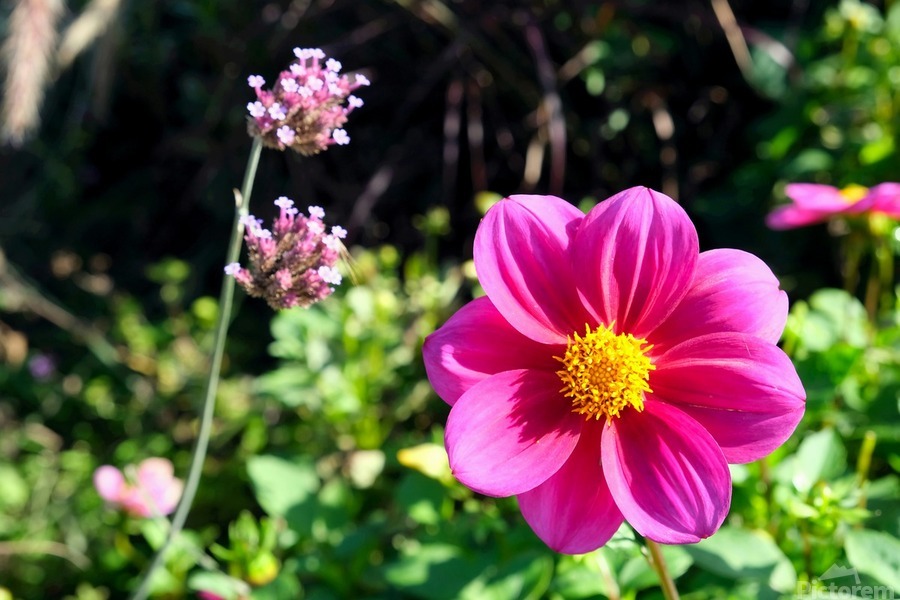 Flower Bloom 7B  Print