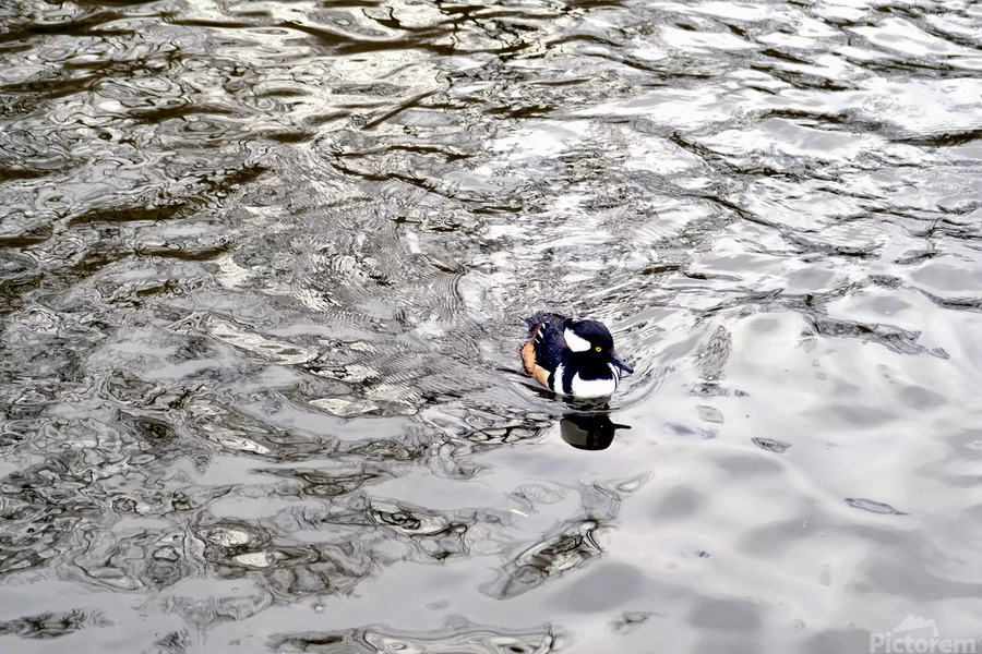 Only The Lonely Loon 1B  Imprimer