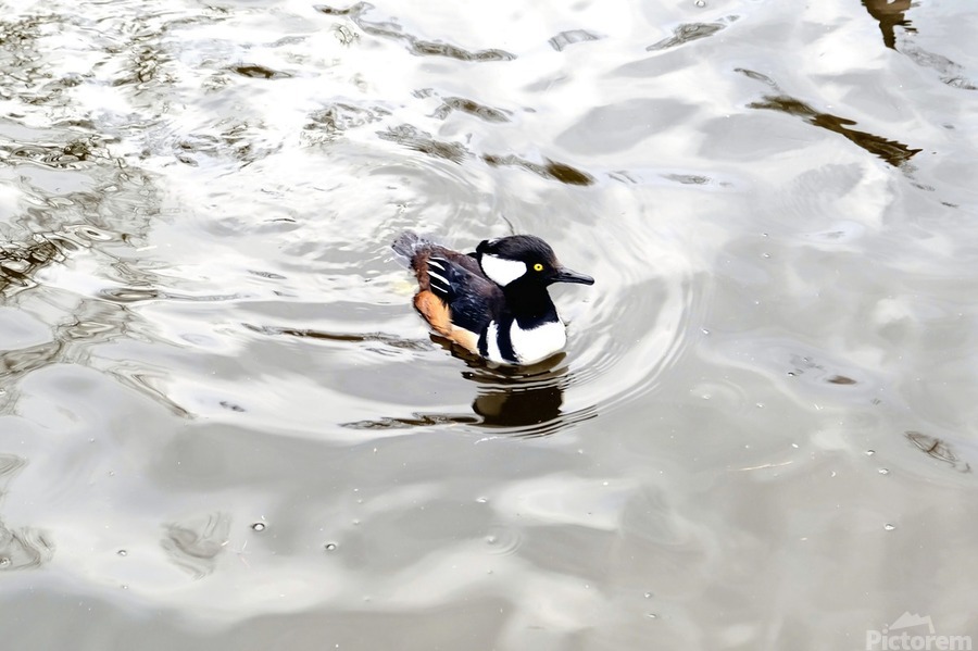 Only The Lonely Loon  Print