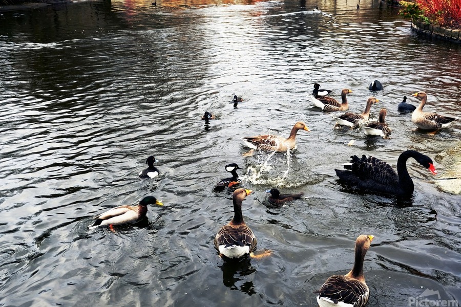 Ducking a Black Swan Moment  Print