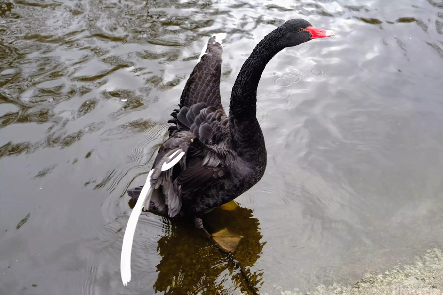 A Black Swan Moment 2B  Imprimer