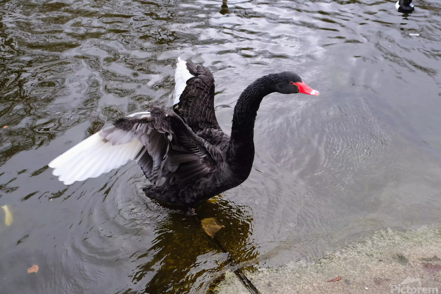 A Black Swan Moment  Print