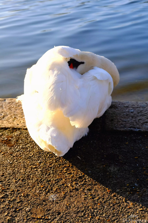 Swan at Rest  Print