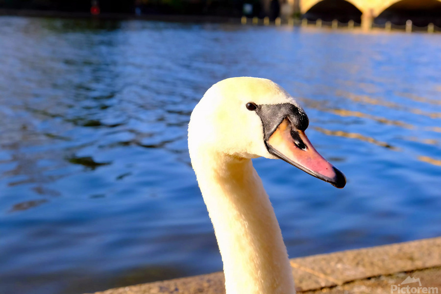 Graceful Swan by the River  Print