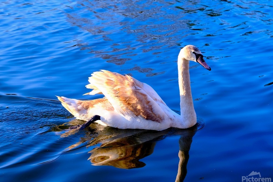 Baby Swan Cygnet 2  Print