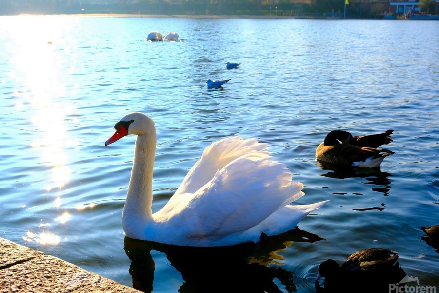 Wings of Love 4B  Print