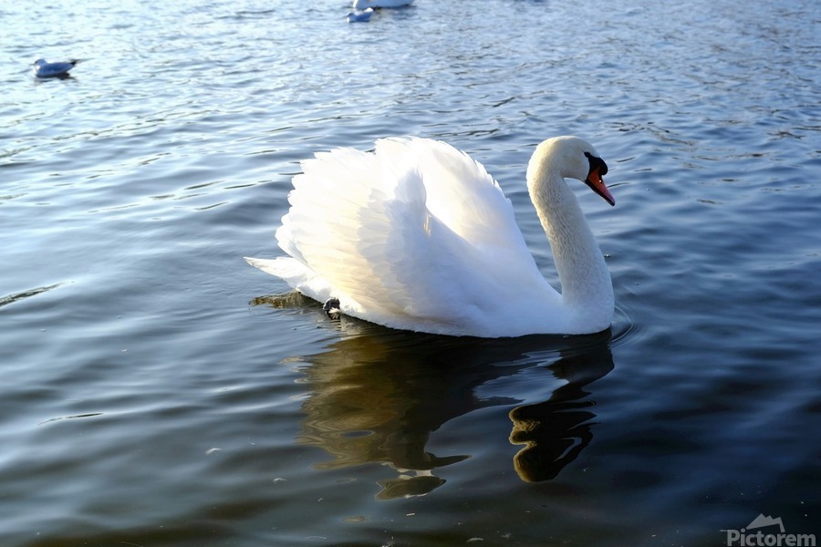 Wings of Love 2B  Print
