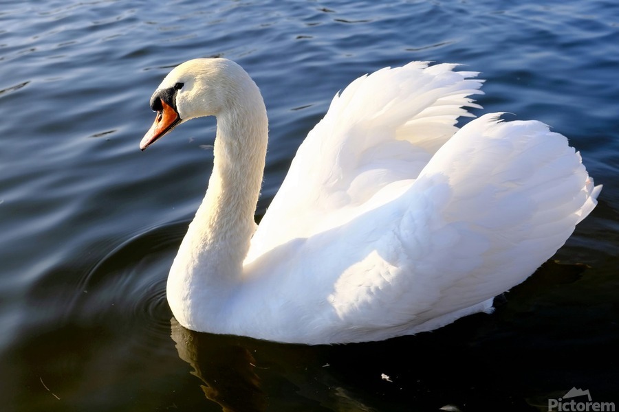 Wings of Love 1B  Print