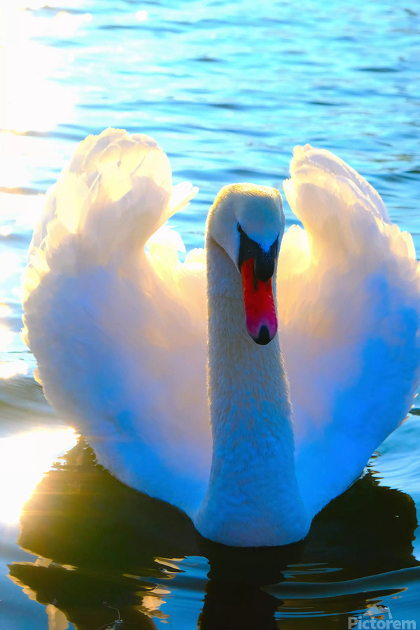 Wings of Love  Print