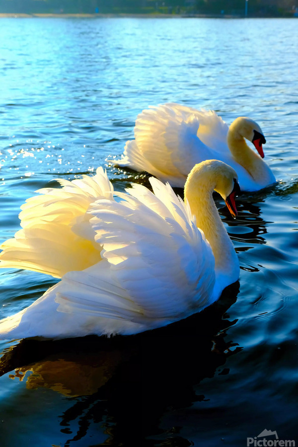 Wings of Love Pair 3  Print