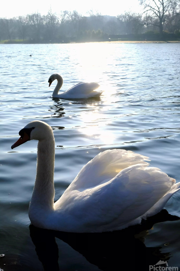 Wings of Love Pair 1B  Print