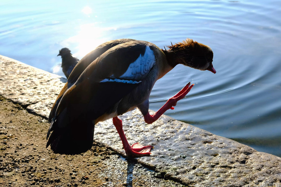  Step Off the Deep End  Print