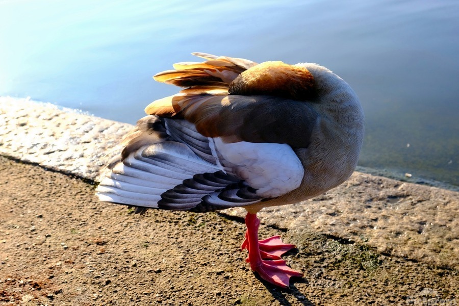 Headless Duck  Print