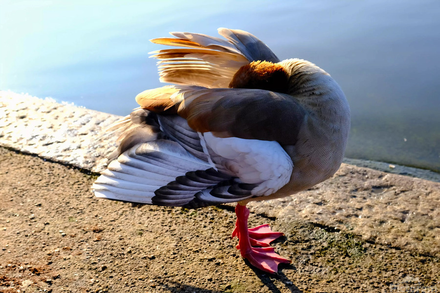 No Selfies Please   Print