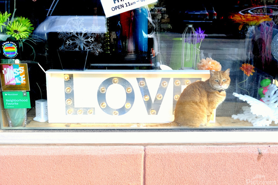 Cat in Window  Print