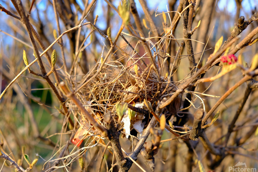 Sanctuary Among Branches  Print