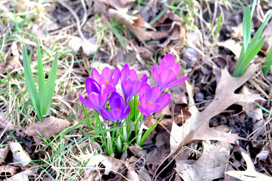 Crocus Revival  Print