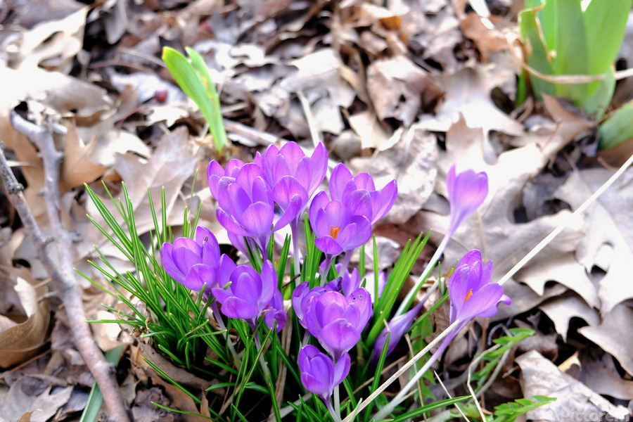 Spring’s Prelude  Print