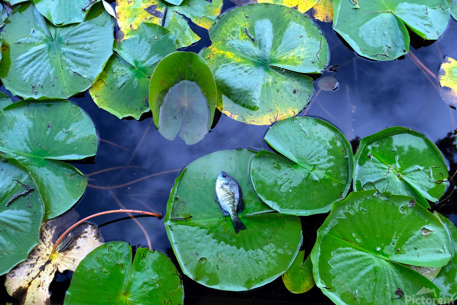 Resting Above the Depths  Print