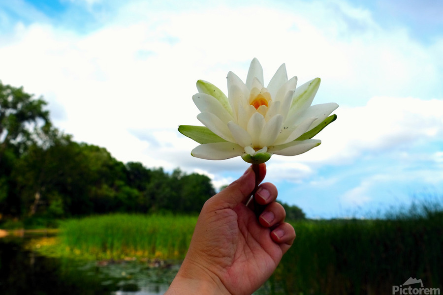  Offering of the Wild  Print