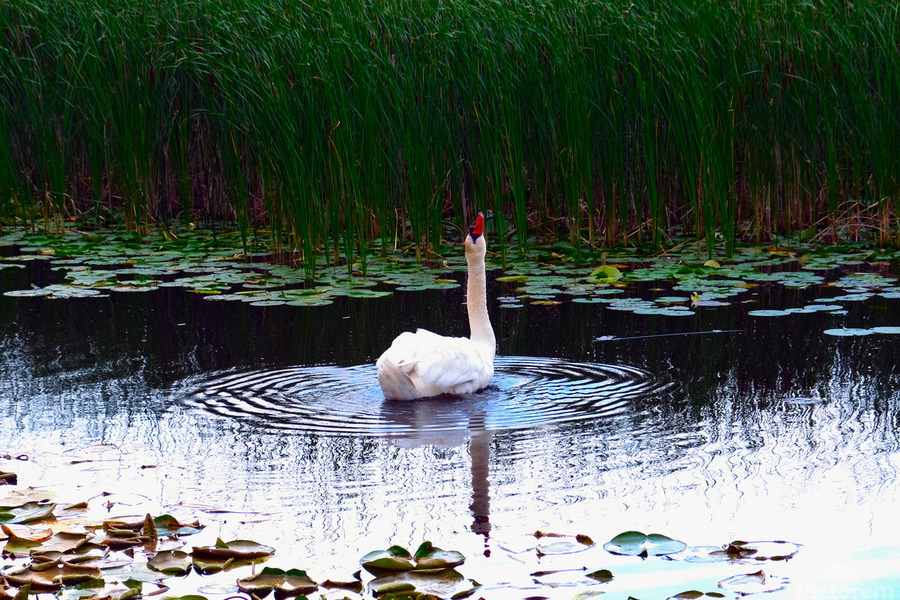 Where Is The Rain   Print