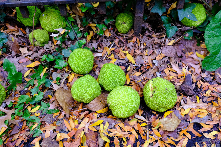 Osage in Autumn  Imprimer