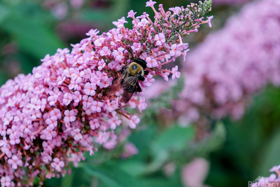 Sustaining Grace:  The Bee and the Butterfly Bush  Print