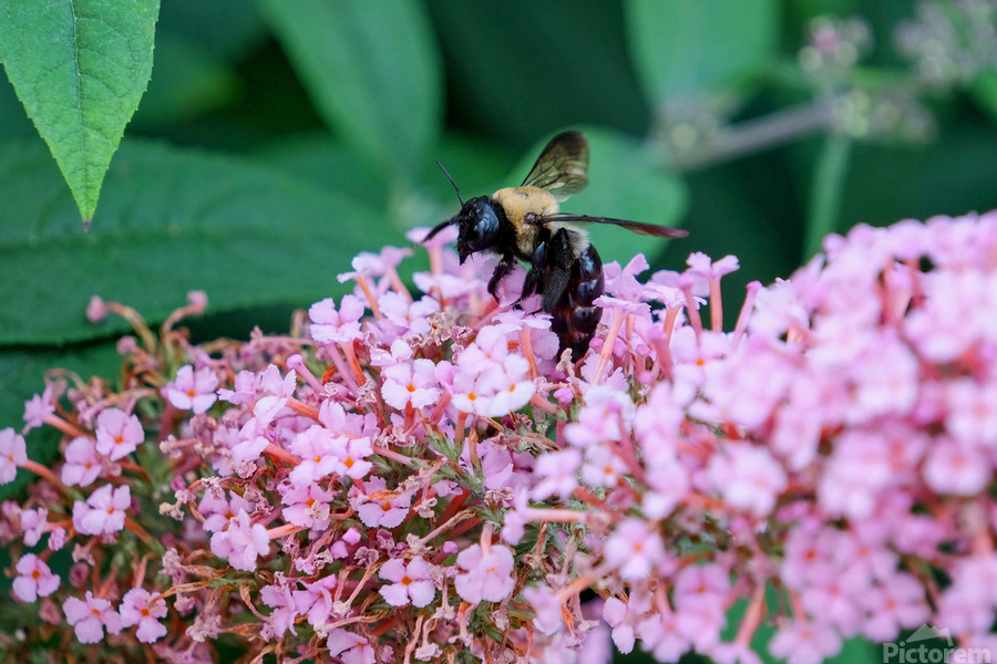 Just Bee Still In Fields of Pink  Print