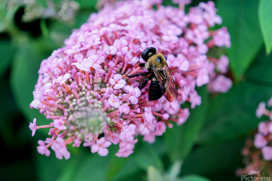 Bee Still on Butterfly Bush  Print