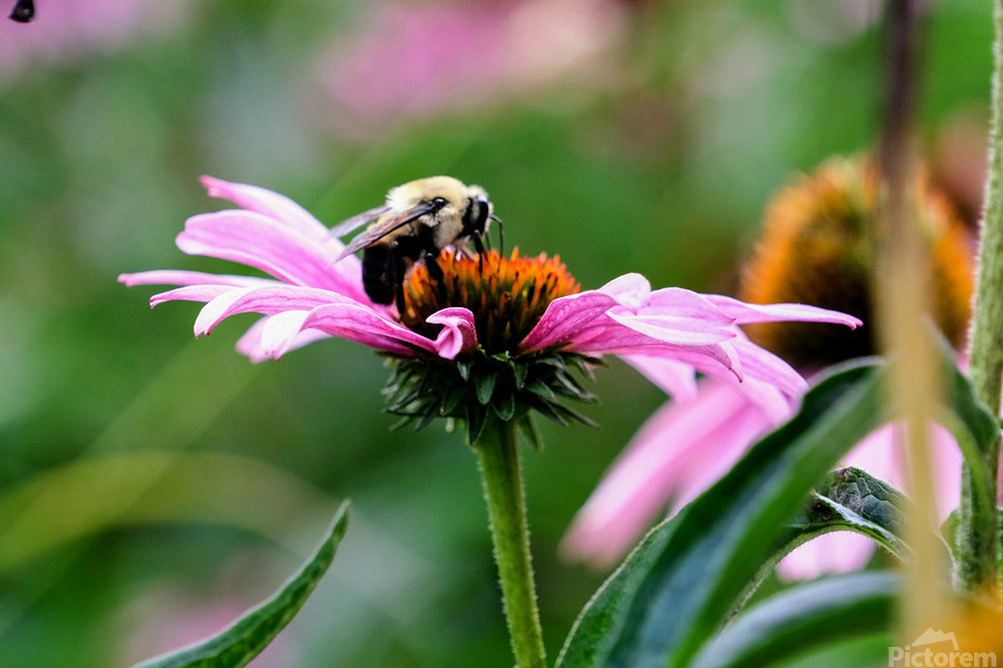 A Bumblebee’s Pause on Coneflower  Print