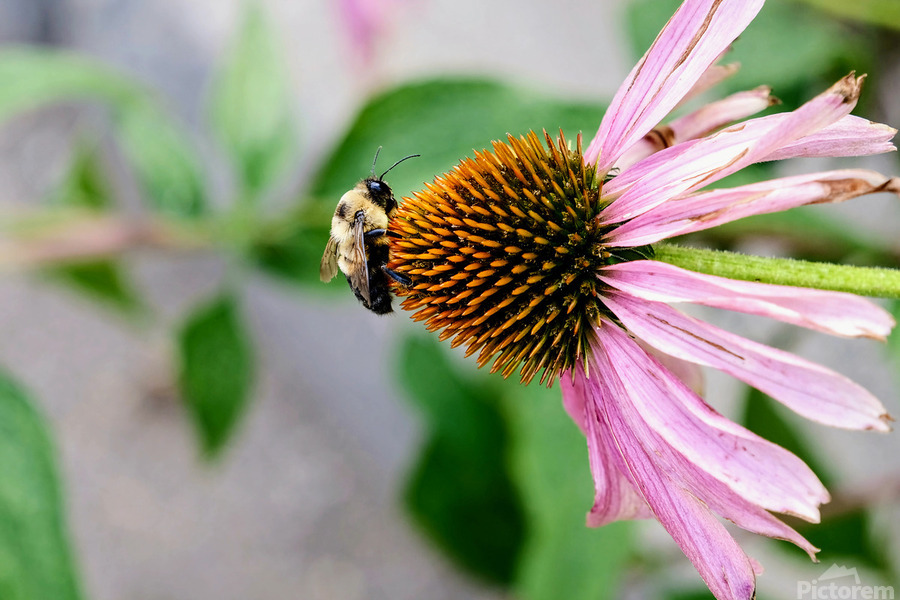 The Bee and the Purple Coneflower  Print