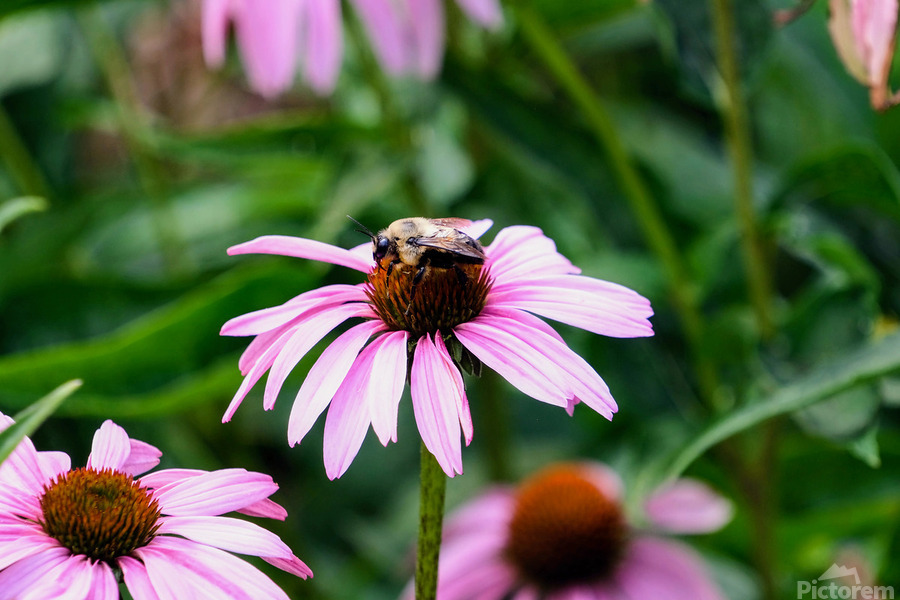 Wings of Purpose Petals of Peace: Coneflower Moment  Print