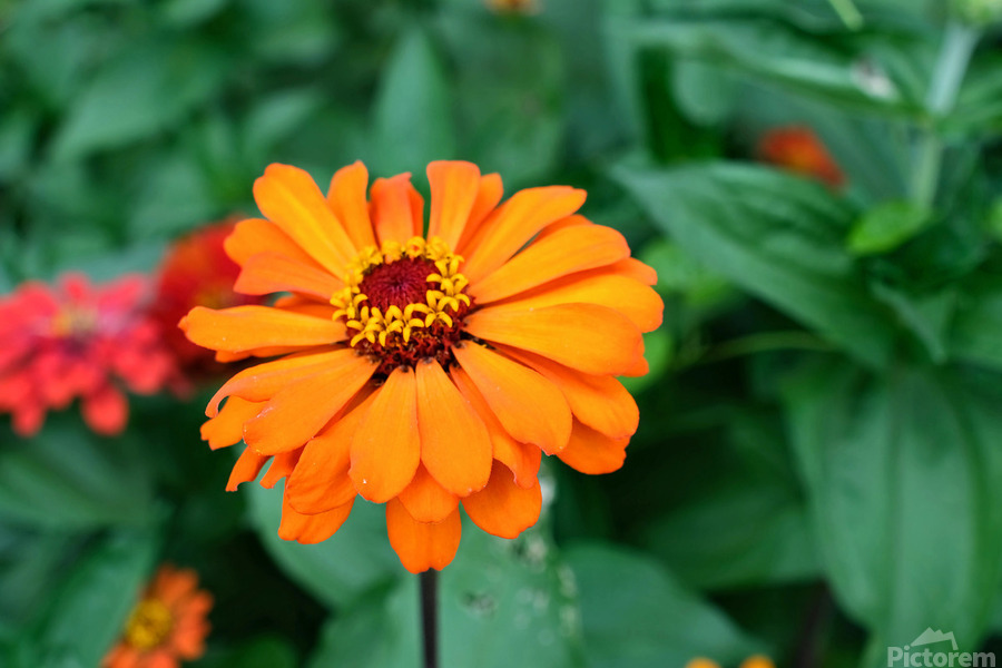 Orange You Royale King Zinnia  Print