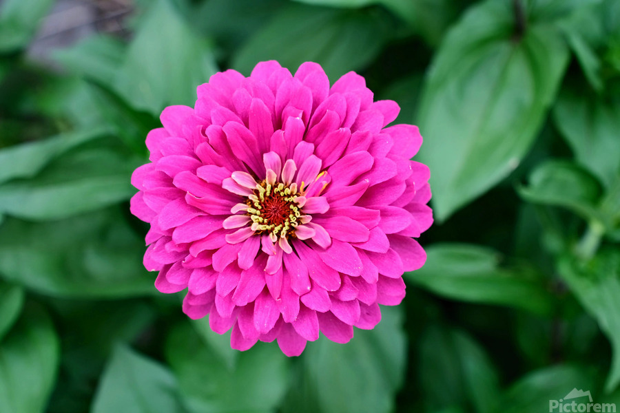 Common Zinnia with Uncommon Beauty  Print