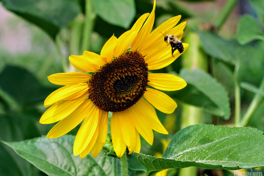 Flying into the Sun..Flower – The Dance of Daylight  Print