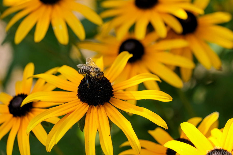 Bee A Black-Eyed Susan Secret Guest  Print