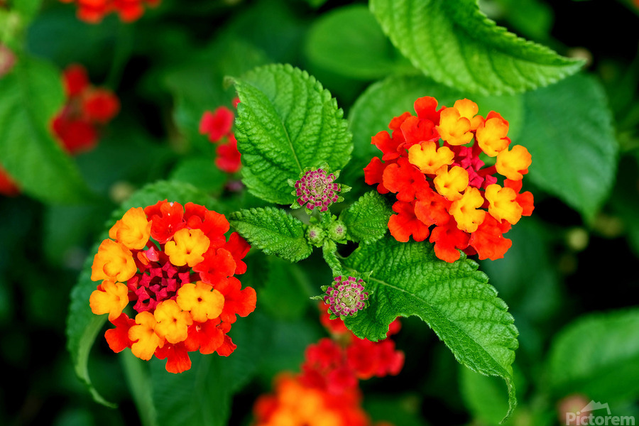 Color that Heals: The Medicinal Heart of Lantana Camara  Print