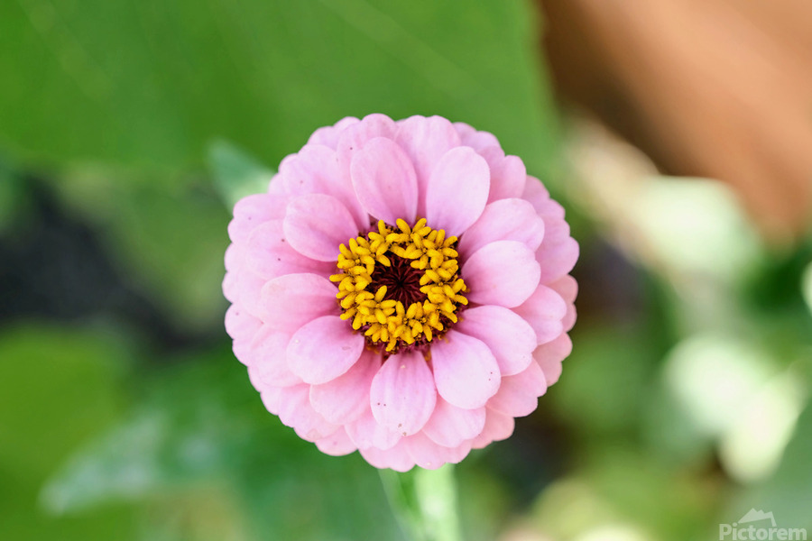 Pretty in Pink Zinnia:  Soft Celestial from Earth’s Garden  Imprimer