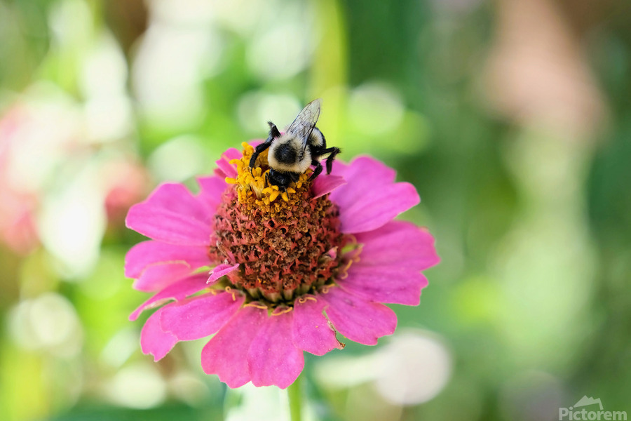 Tiny Architect of the Bloomworld  Print