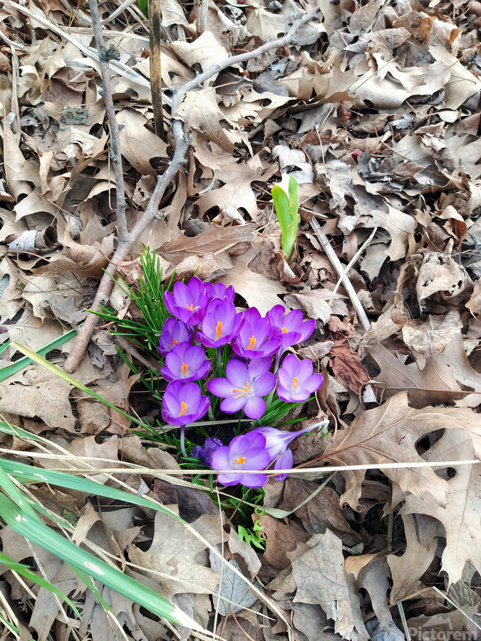 Crocus Rising  Print