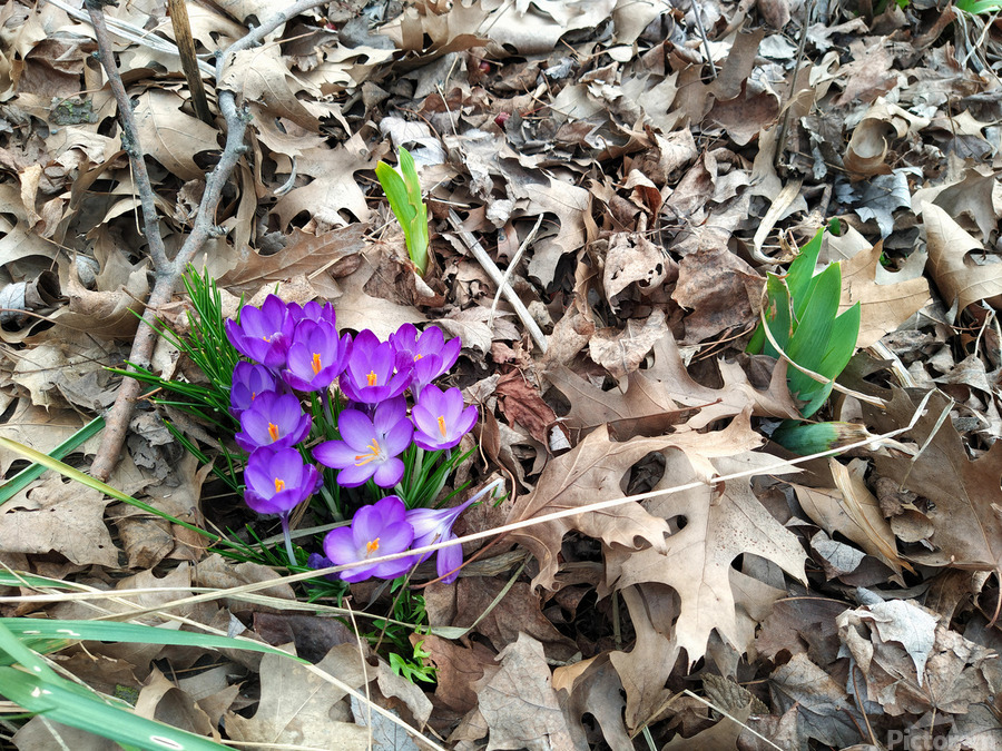 Spring Emerges  Imprimer