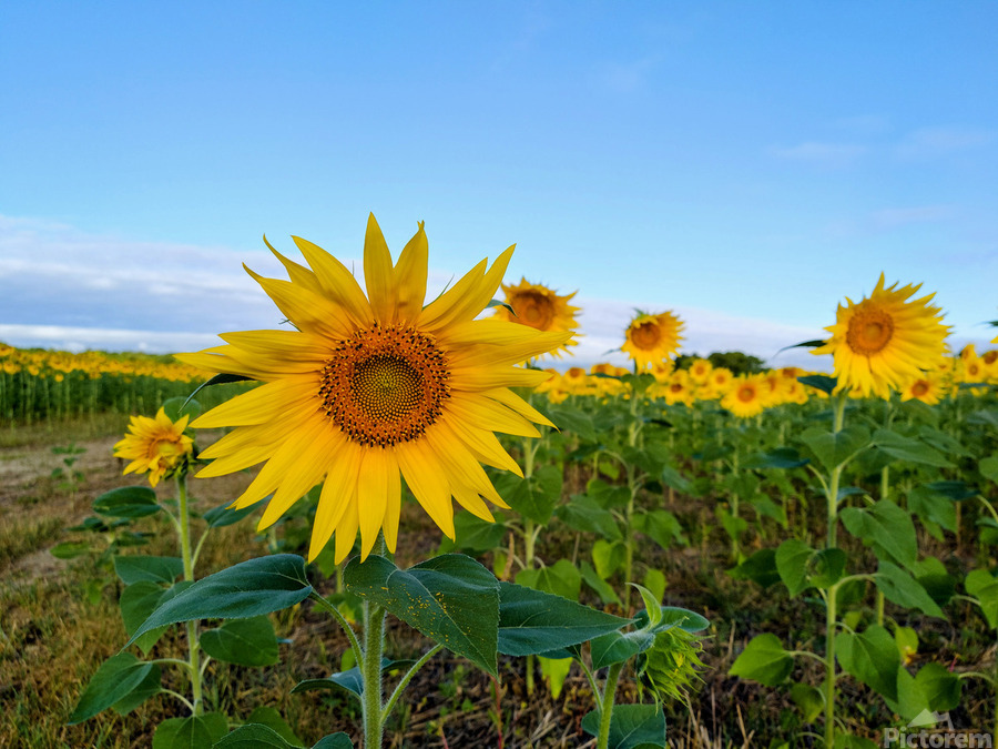 First Light Flower  Imprimer