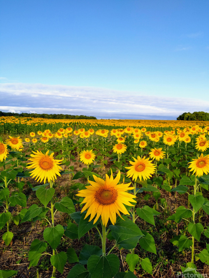 Sunflower Field of Sunshine  Print