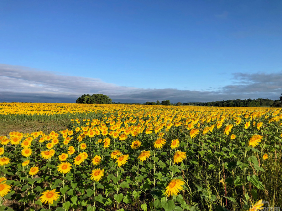 A Sea of Golden Dreams  Print