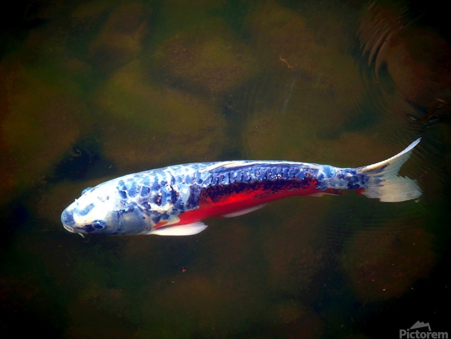 An American Koi Story  Print