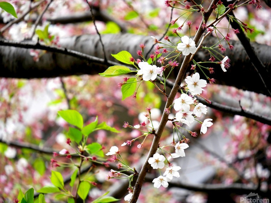 Cherry Blossom 2  Print