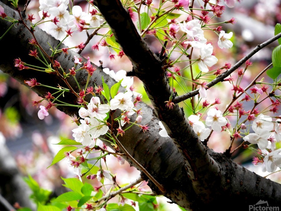 Cherry Blossom 2B  Print