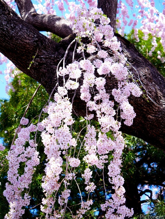 Cherry Blossom 3B  Imprimer