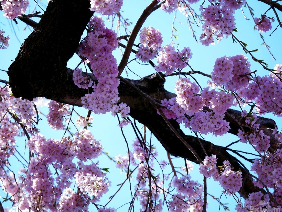 Cherry Blossom   Print